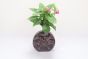 Kp Flr Vase Ring Matki Brown 9 In